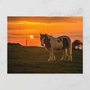 Cartão Postal Cavalo