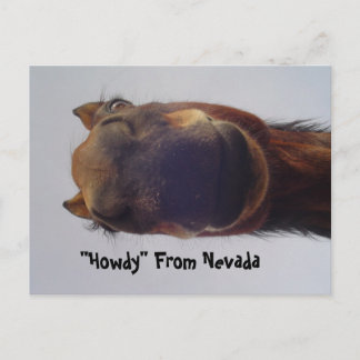 Cartão Postal Cavalo 1