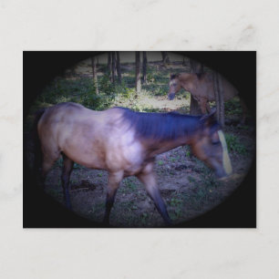 Cartão postal Cavalo 2