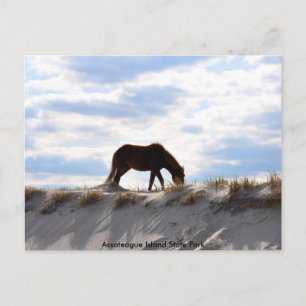 Cartão Postal cavalo 2, Parque Estadual da Ilha de Assateague