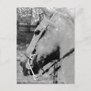 Cartão Postal Cavalo a Preto e Branco