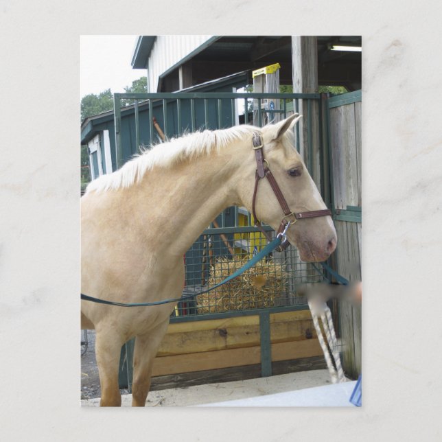 Cartão Postal Cavalo amarelo (Frente)