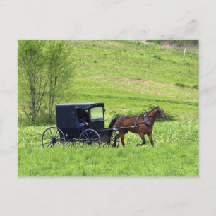 Cartão Postal Cavalo Amish e charrete perto de Berlim, Ohio.