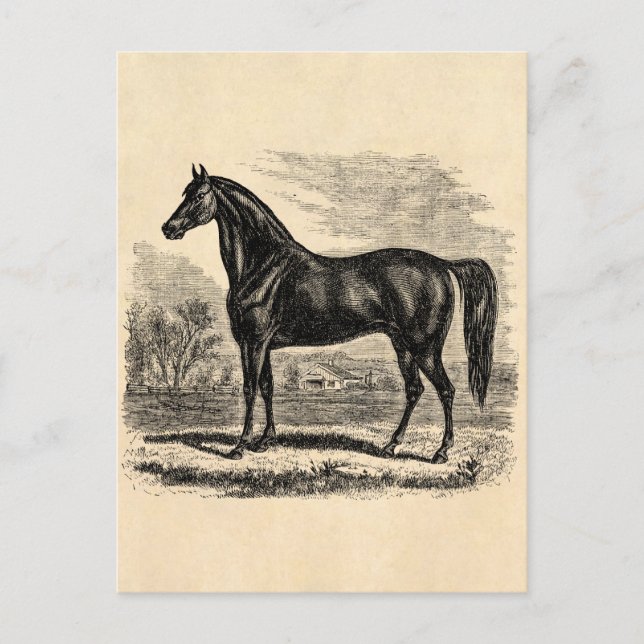 Cartão Postal Cavalo Antigo Século 1800 - Modelo Equestre Morgan (Frente)