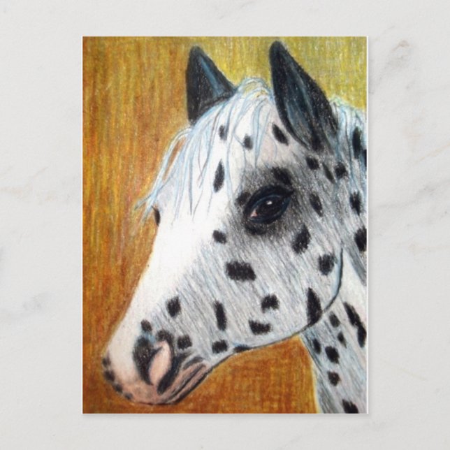 Cartão Postal Cavalo Appalloosa "Trilha" (Frente)