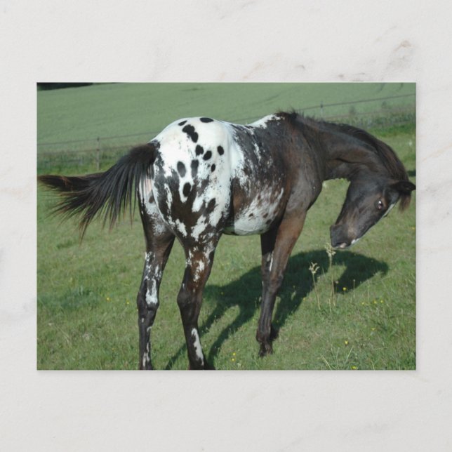 Cartão Postal Cavalo Appaloosa (Frente)