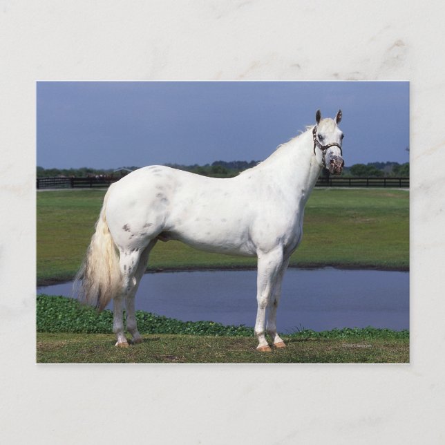 Cartão Postal Cavalo Appaloosa (Frente)