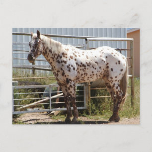 Cartão Postal Cavalo Appaloosa, castanho
