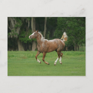 Cartão Postal Cavalo Appaloosa Correndo