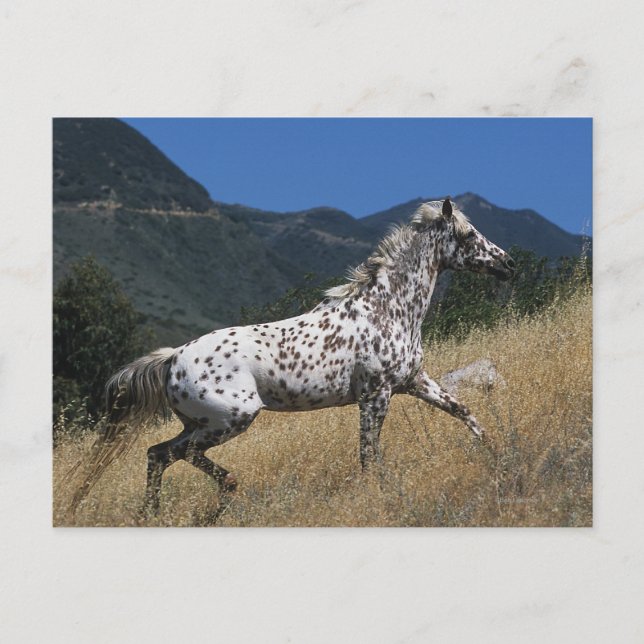 Cartão Postal Cavalo Appaloosa Correndo Montanha (Frente)