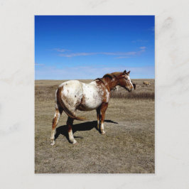 Cartão Postal Cavalo Appaloosa nas pradarias de Verão