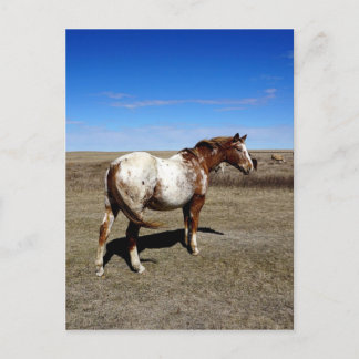 Cartão Postal Cavalo Appaloosa nas pradarias de Verão