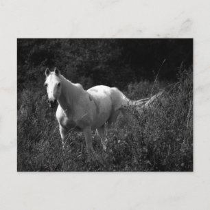 Cartão Postal Cavalo Árabe