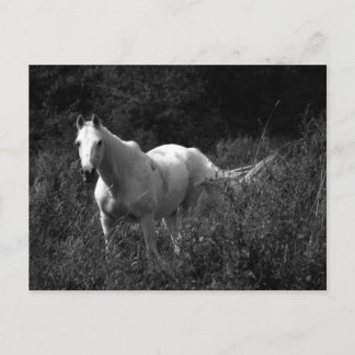 Cartão Postal Cavalo Árabe