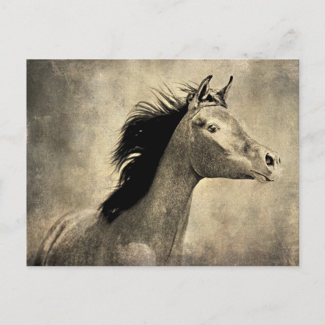 Cartão Postal Cavalo Árabe (Frente)