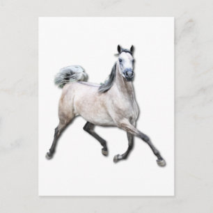 Cartão Postal Cavalo Árabe - Alia
