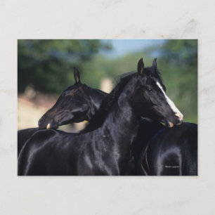 Cartão Postal Cavalo Árabe Coçando