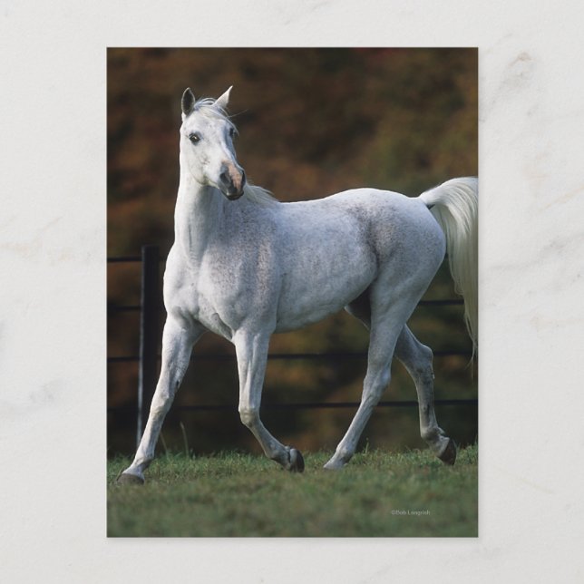 Cartão Postal Cavalo Árabe Correndo 1 (Frente)