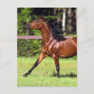 Cartão Postal Cavalo Árabe Correndo 2