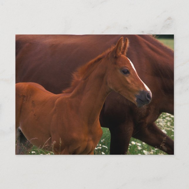 Cartão Postal Cavalo Árabe Perto da Mãe (Frente)