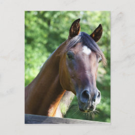 Cartão Postal Cavalo Árabe Polonês