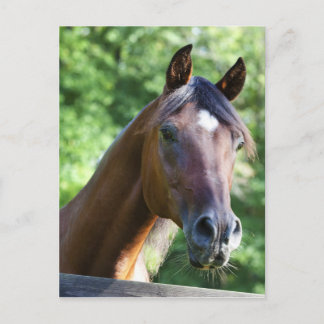 Cartão Postal Cavalo Árabe Polonês