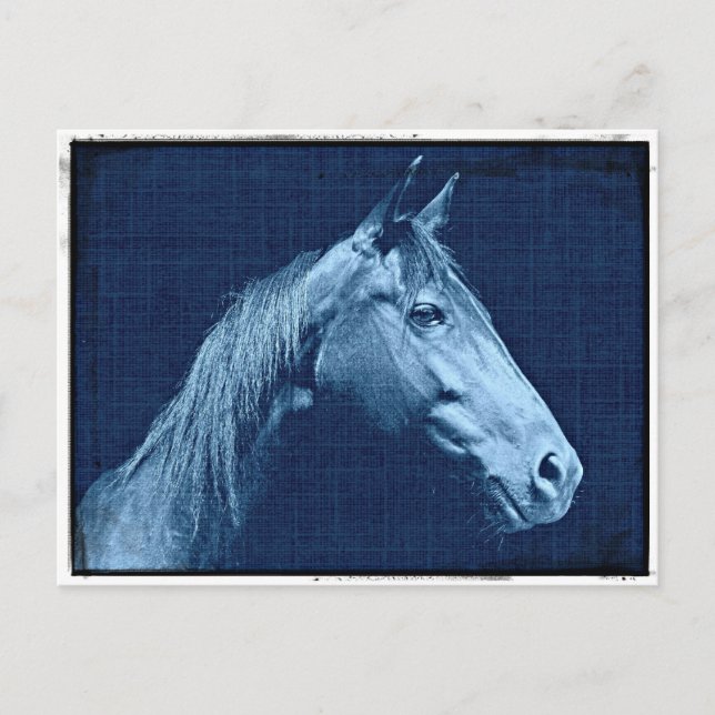 Cartão Postal Cavalo Azul (Frente)