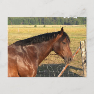 Cartão Postal Cavalo Baio e Cerca