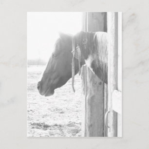 Cartão Postal Cavalo Barn em Fotografia Preto e Branco