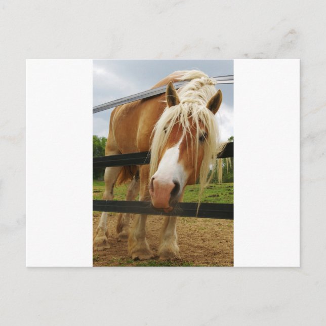 Cartão Postal Cavalo Belga, Tem Carrotes? (Frente)