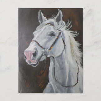 Cartão Postal Cavalo Branco