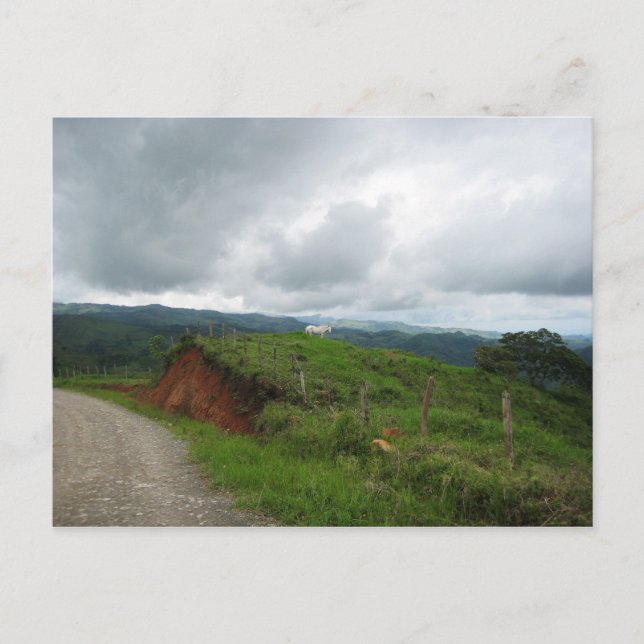 Cartão Postal Cavalo Branco (Frente)