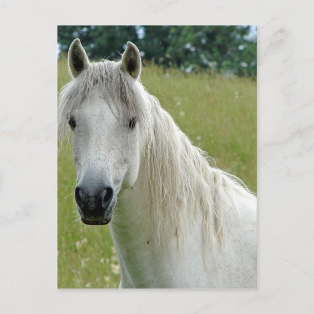 Cartão Postal Cavalo branco (Frente)