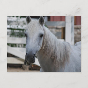 Cartão Postal cavalo branco