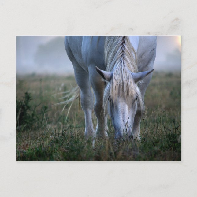 Cartão Postal Cavalo Branco (Frente)