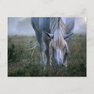 Cartão Postal Cavalo Branco