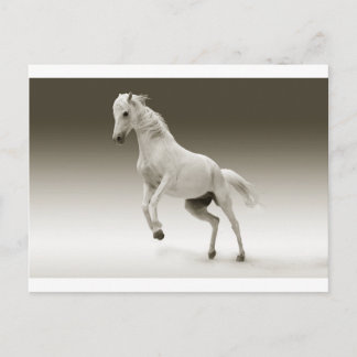 Cartão Postal cavalo branco