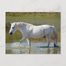 CAVALO BRANCO