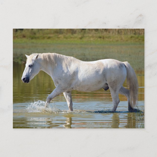 CARTÃO POSTAL CAVALO BRANCO (Frente)