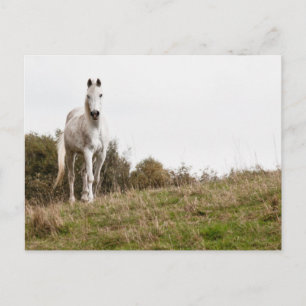 Cartão Postal Cavalo branco