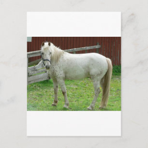 Cartão Postal Cavalo Branco