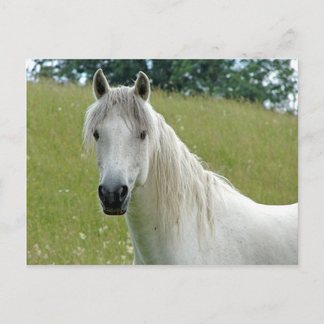 Cartão Postal Cavalo Branco (Frente)