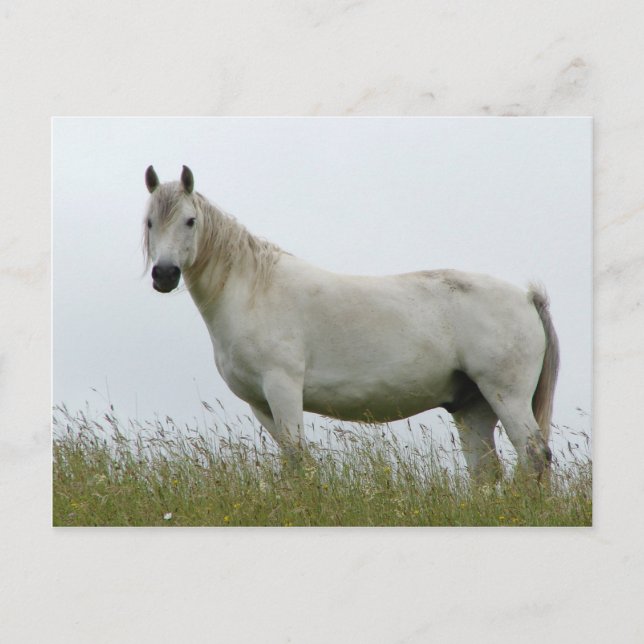 Cartão Postal Cavalo Branco (Frente)