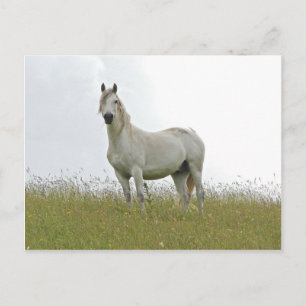 Cartão Postal Cavalo Branco