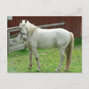 Cartão Postal Cavalo Branco