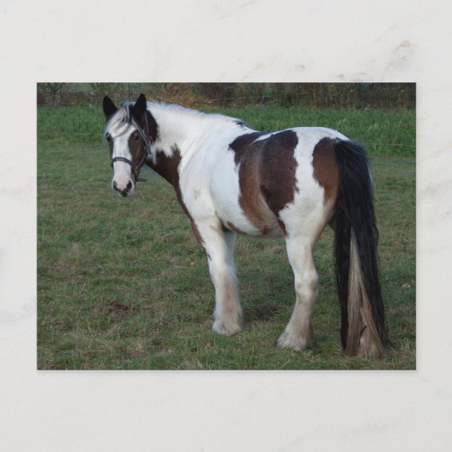 Cartão Postal Cavalo Branco castanho (Frente)