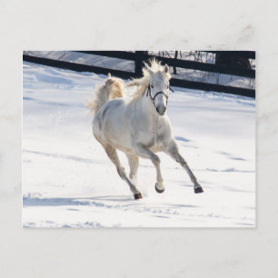 Cartão Postal Cavalo Branco Correndo Na Neve