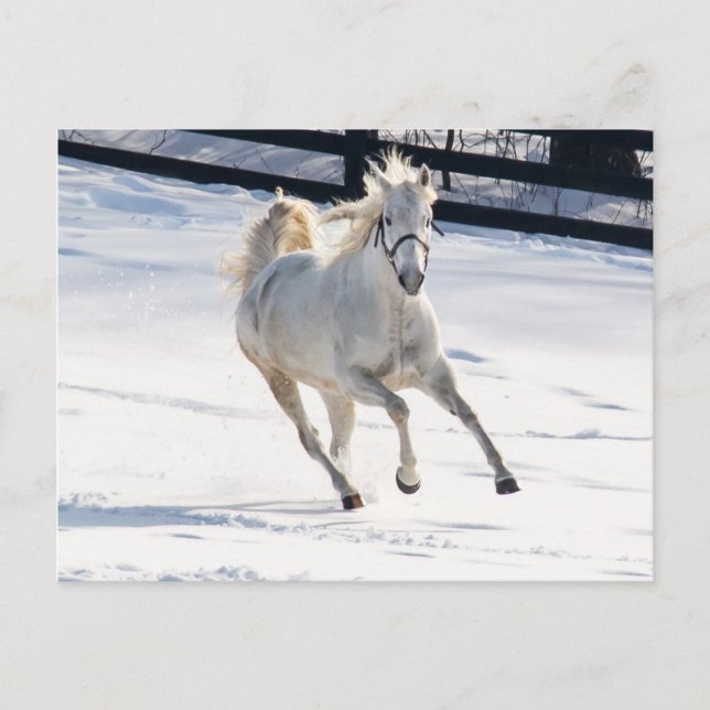 Cartão Postal Cavalo Branco Correndo Na Neve (Frente)