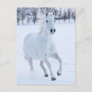 Cartão Postal Cavalo Branco Correndo na Neve