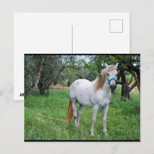 Cartão Postal Cavalo Branco em Campo de Grama